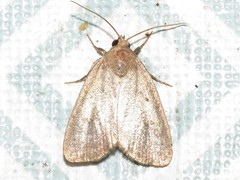 Athetiina