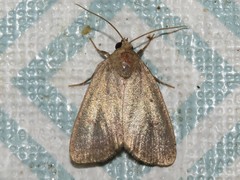 Athetiina