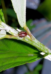 Doryphorina