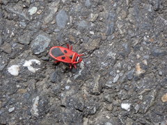 Pyrrhopeplus carduelis