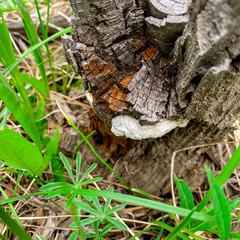 Pseudospongipellis delectans