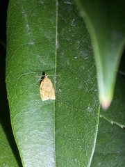 Adoxophyes privatana
