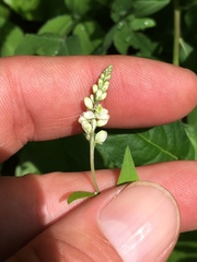 Polygala senega latifolia
