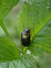 Plagiosterna formosana