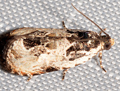 Olethreutes griseoalbana