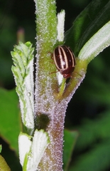 Doryphorina