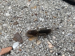Neocurtilla