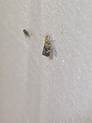 Tebenna gnaphaliella