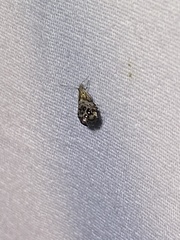 Tebenna gnaphaliella