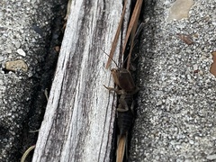 Neocurtilla