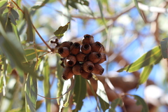 Corymbia opaca