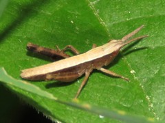 Chloealtis conspersa