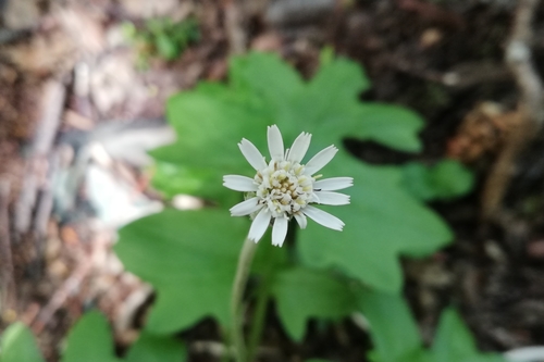 Macrachaenium gracile Hook.fil.