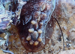 Cryptoplax striata