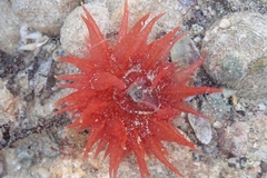 Epiactis australiensis