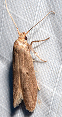 Holcocera chalcofrontella