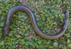 Synbranchus marmoratus