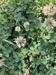 Trifolium repens