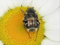 Trichiotinus affinis
