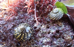 Chlorodiloma odontis