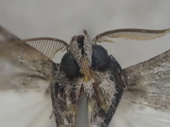 Dinophalus eremoea