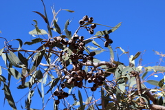 Corymbia opaca