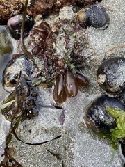 Halosaccion glandiforme