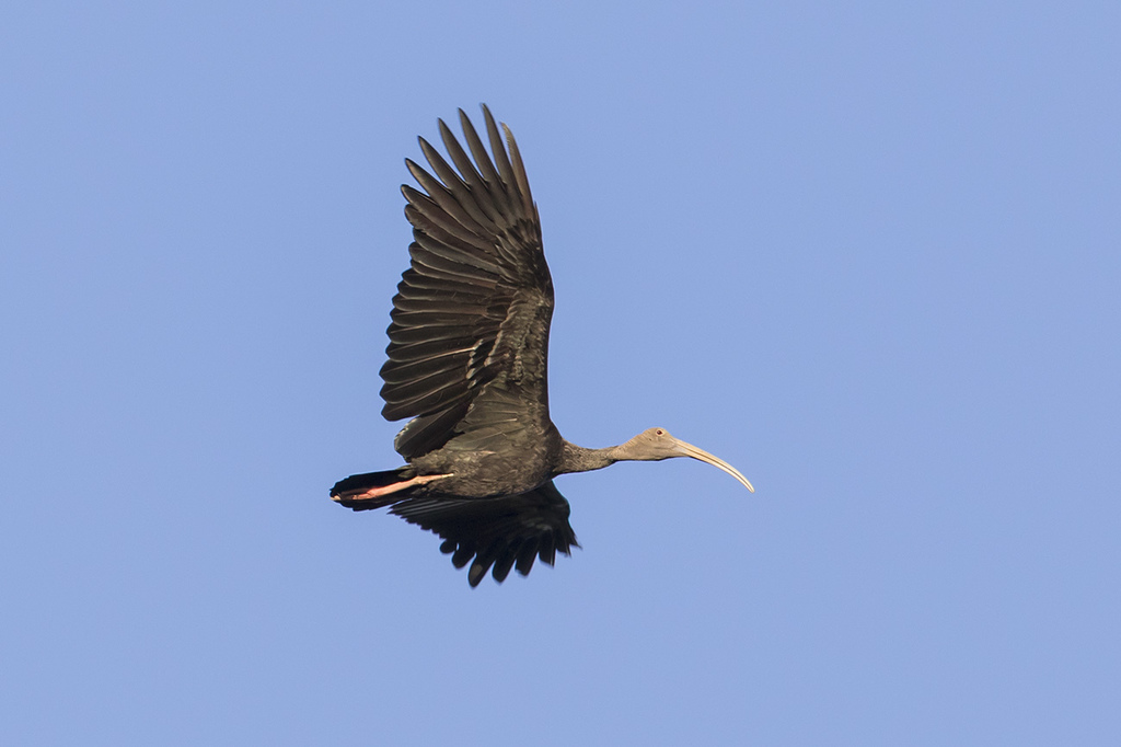 Giant Ibis photo