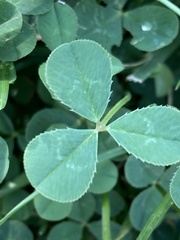 Trifolium repens