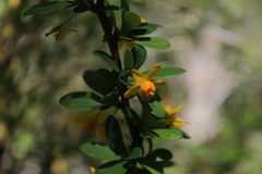 Berberis montana