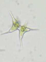 Staurodesmus cuspidatus