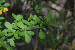 Berberis montana