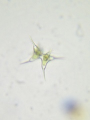 Staurodesmus cuspidatus