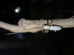 Olenecamptus cretaceus