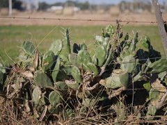 Opuntia rioplatense