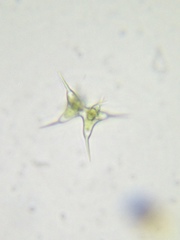 Staurodesmus cuspidatus