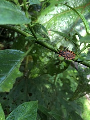 Spartocera pantomima