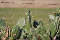 Opuntia rioplatense
