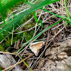 Pseudospongipellis delectans