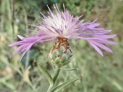 Centaurea diluta