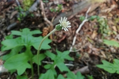 Macrachaenium gracile