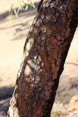 Corymbia opaca