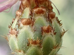 Centaurea diluta