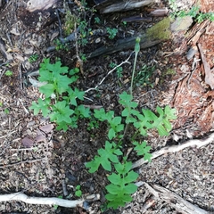 Macrachaenium gracile