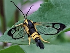 Synanthedon kathyae