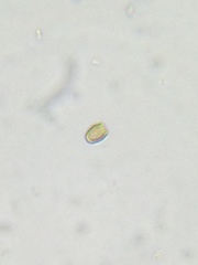 Chrysophyceae