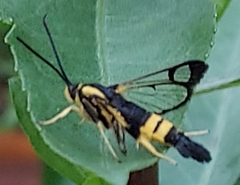 Synanthedon kathyae