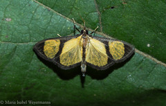 Phostria delilalis