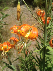 Lilium pardalinum pardalinum