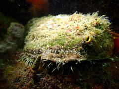 Haliotis kamtschatkana